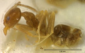 Media type: image; Entomology 22790   Aspect: habitus lateral view